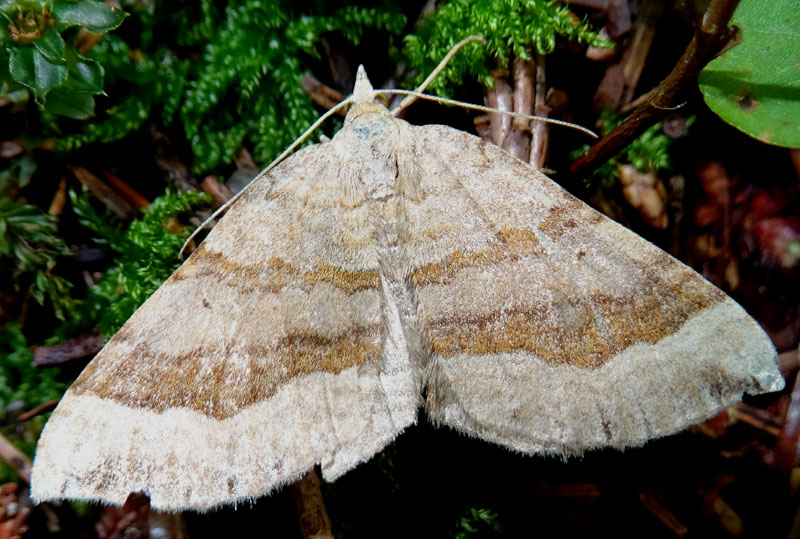 Scotopteryx chenopodiata - Geometridae
